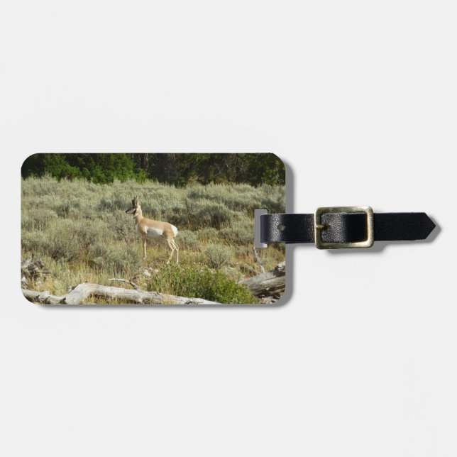 Gaffelantilop i Grand Teton National Park Bagagebricka (Horisontell Framsida)
