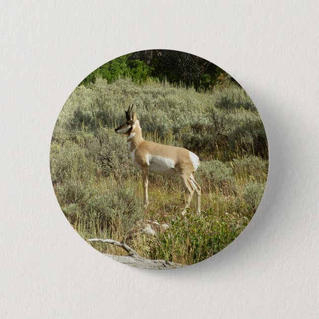 Gaffelantilop i Grand Teton National Park Knapp (Framsida)