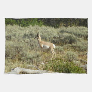 Gaffelantilop i Grand Teton National Park Kökshandduk