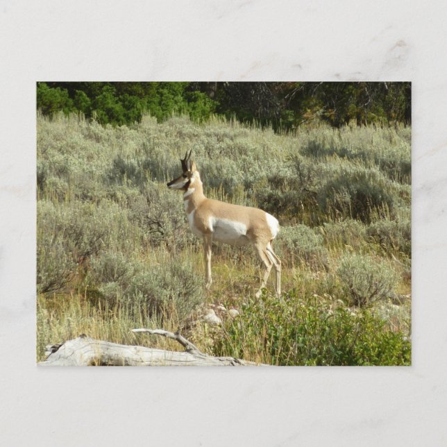 Gaffelantilop i Grand Teton National Park Vykort (Framsida)