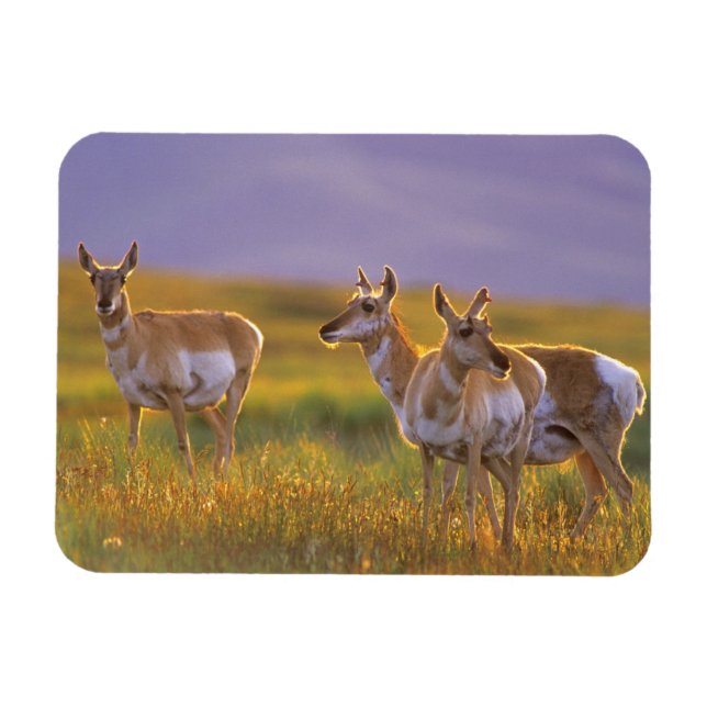 Gaffelantilop i Montana Magnet (Horisontell)