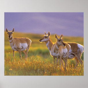 Gaffelantilop i Montana Poster