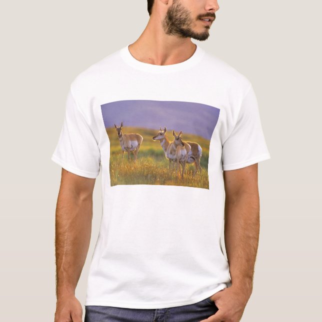 Gaffelantilop i Montana T-shirt (Framsida)