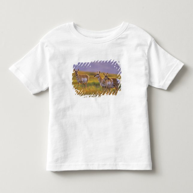 Gaffelantilop i Montana Tee Shirt (Framsida)