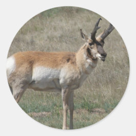 Gaffelantilop Ohövlig bock Runt Klistermärke