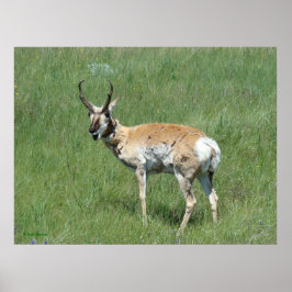 Gaffelantilop Tuggande Bock A3 Poster
