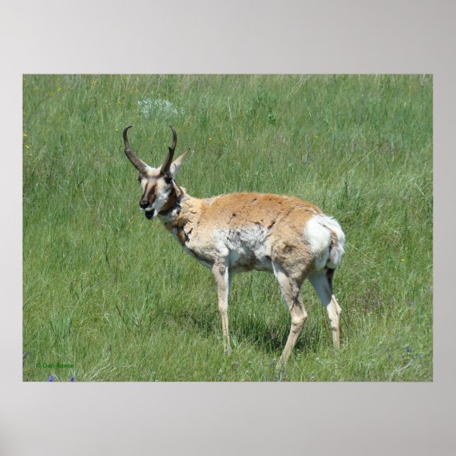 Gaffelantilop Tuggande Bock A3 Poster (Framsidan)