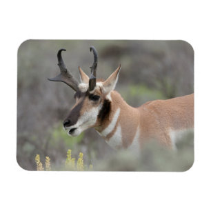 Gaffelantilopbuck Grand Tetons Magnet
