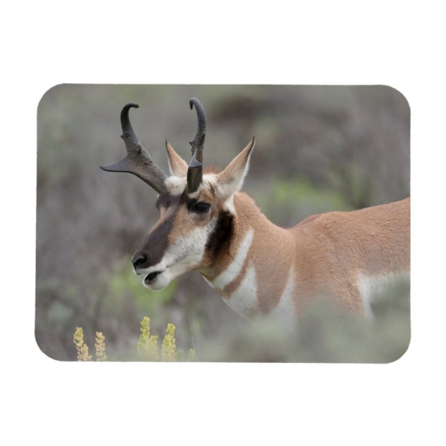 Gaffelantilopbuck | Grand Tetons Magnet (Horisontell)