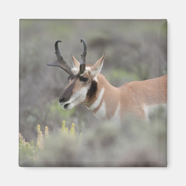 Gaffelantilopbuck | Grand Tetons Magnet (Framsidan)