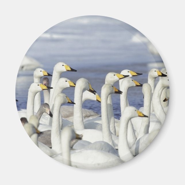Gaggle Geese Magnet (Framsidan)