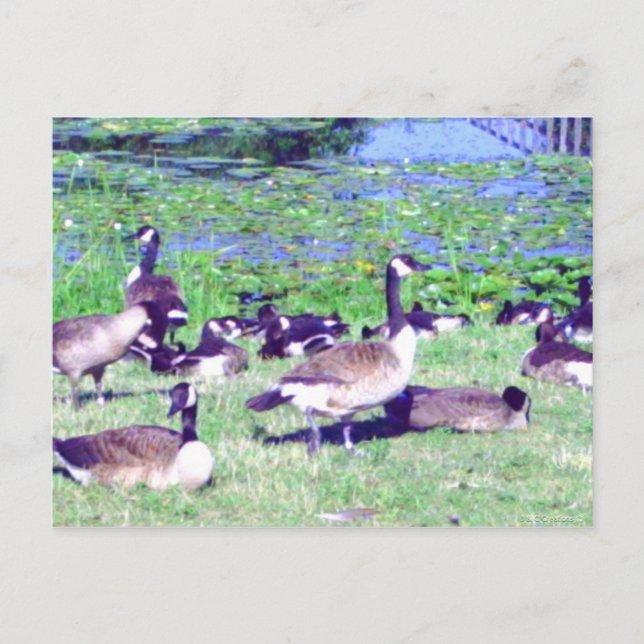 Gaggle of Geese Postcard Vykort (Framsida)