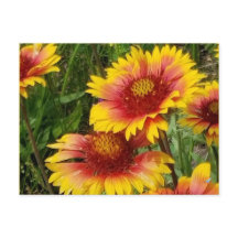GAILARDIA PÅ PRAIRIE - POSTCARD