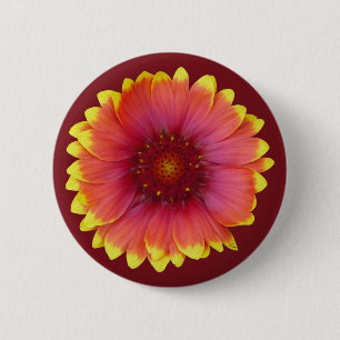 Gaillardia 1 knapp