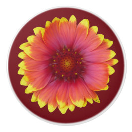 Gaillardia 1 knopp