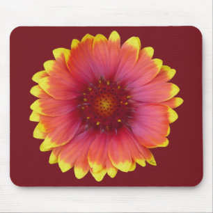 Gaillardia 1 musmatta