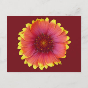 Gaillardia 1 vykort