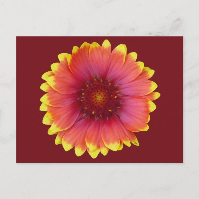 Gaillardia 1 vykort (Framsida)