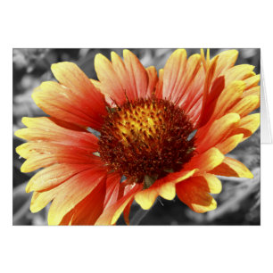 Gaillardia Filblomma Blank Insidan Tack så mycket Hälsningskort
