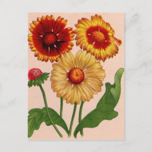 gaillardia gaillardias vykort