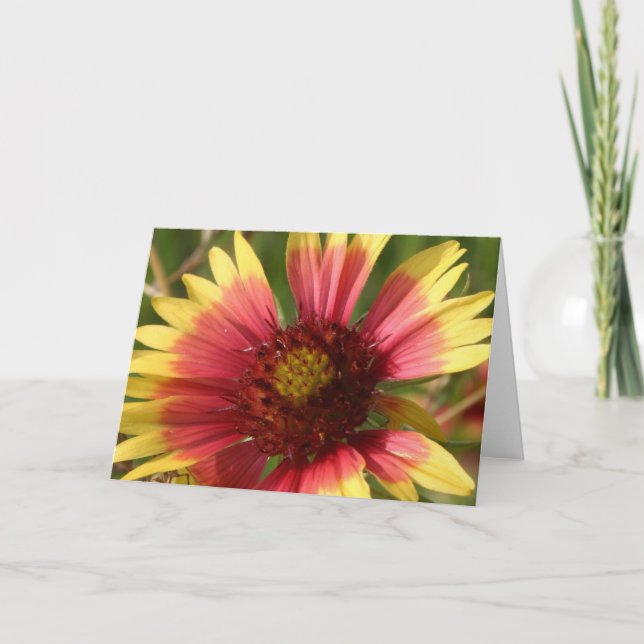 Gaillardia Greeting Card Kort (Framsida)