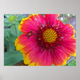 Gaillardia och Ladybug Poster