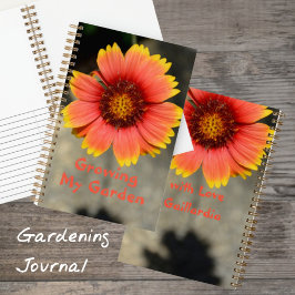 Gaillardia Solros av Orange och Gult Gardener
