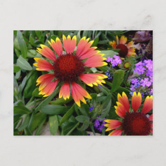 Gaillardia-vykort Vykort