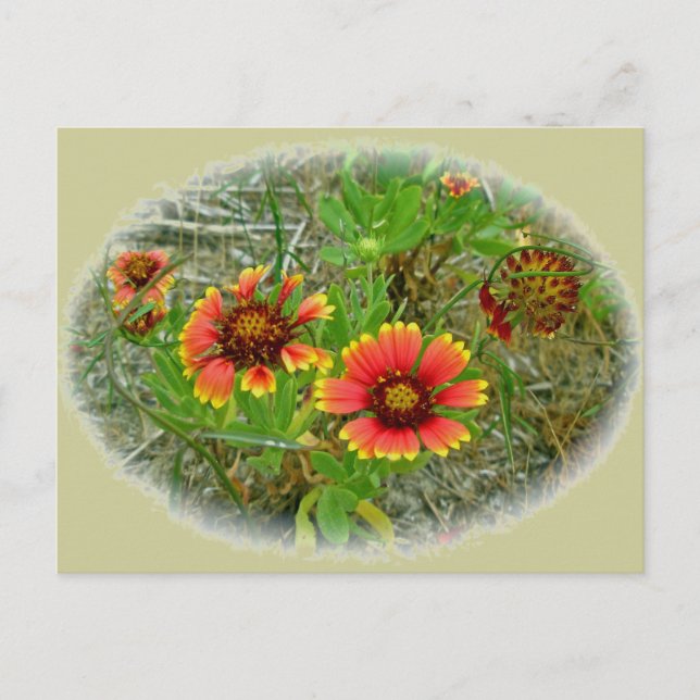 Gaillardia Wildblomma (Blanket Flower) Tote Bag Vykort (Framsida)