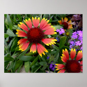Gaillardiaaffisch Poster