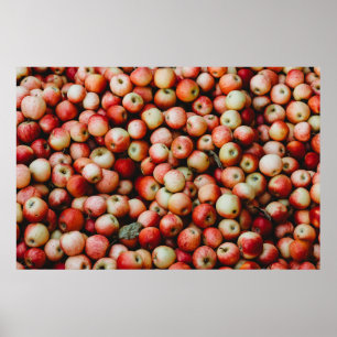 GALA APPLES POSTER