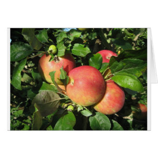 Galaäpplen OBS Kort