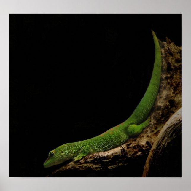 galagascar-dagars gecko-tryck poster (Framsidan)