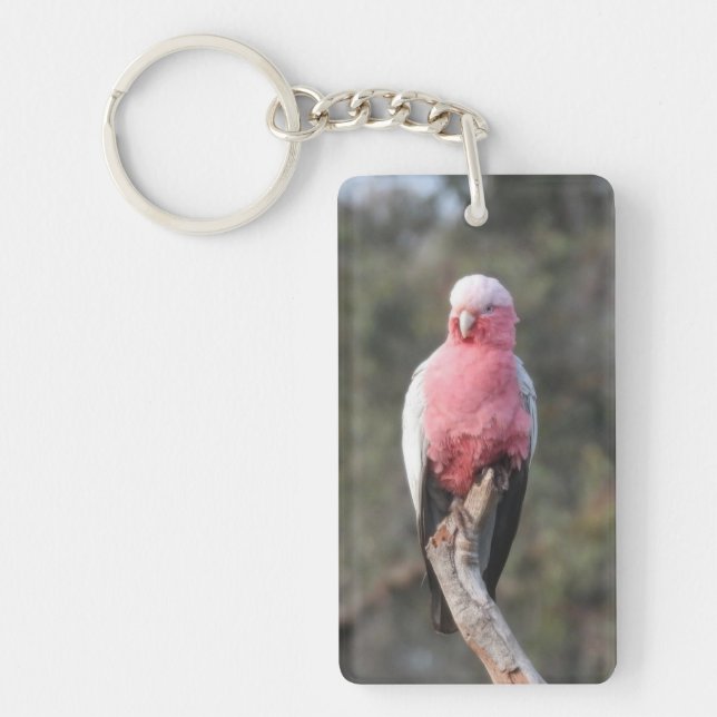 Galah (Framsidan)