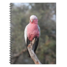 Galah Anteckningsbok