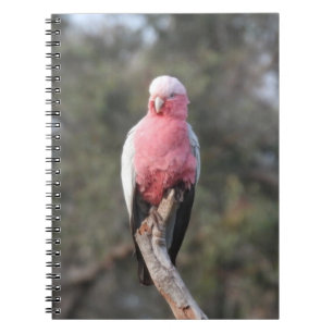 Galah Anteckningsbok