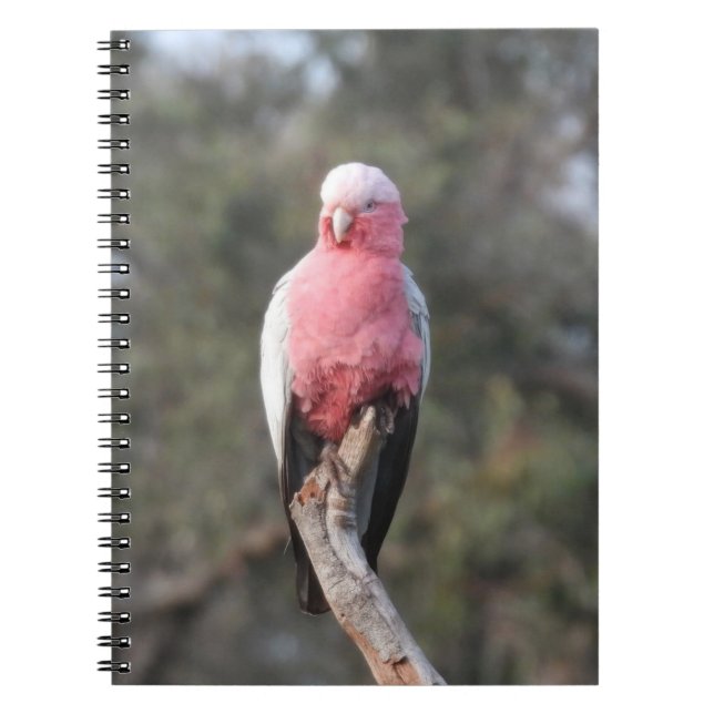 Galah Anteckningsbok (Framsidan)