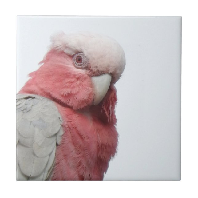 Galah belägger med tegel kakelplatta (Framsidan)