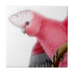 Galah belägger med tegel ron gick mot kakaduan kakelplatta