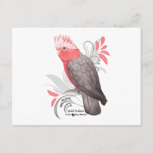 Galah Cockatoo Vykort