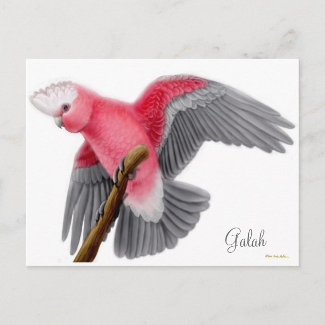 Galah Cockatoo-vykort Vykort (Framsida)