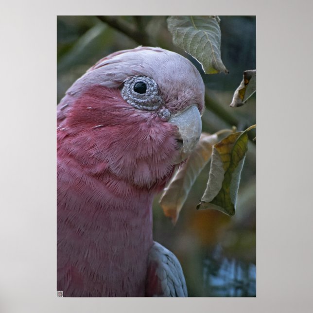 Galah eller Ro-bröstad Cockatoo Poster (Framsidan)