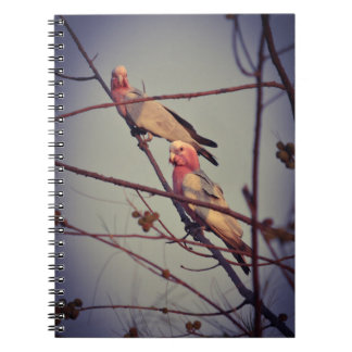 Galah-fåglar i träd 1 anteckningsbok