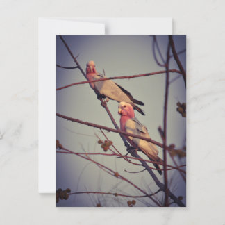 Galah-fåglar i träd 1 vykort