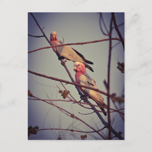 Galah-fåglar i träd 1 vykort (Framsida)