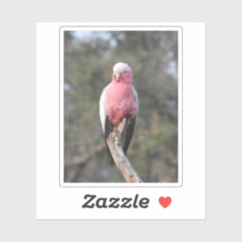 Galah Klistermärken