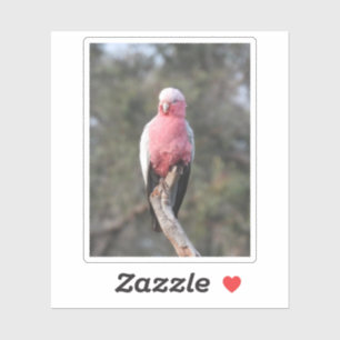 Galah Klistermärken