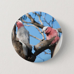 Galah Knapp