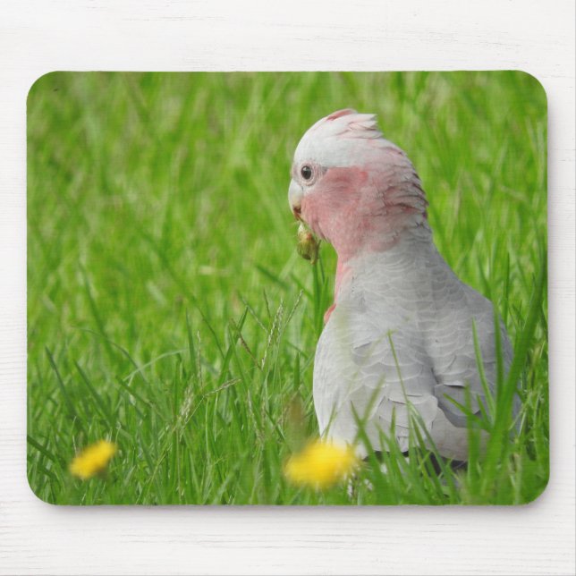 Galah Mousepad Musmatta (Framsidan)
