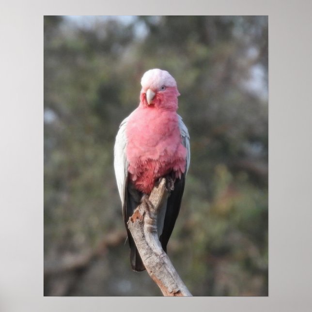 Galah Poster (Framsidan)